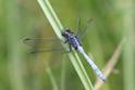 Orthetrum julia (Julia Skimmer) male 3.JPG